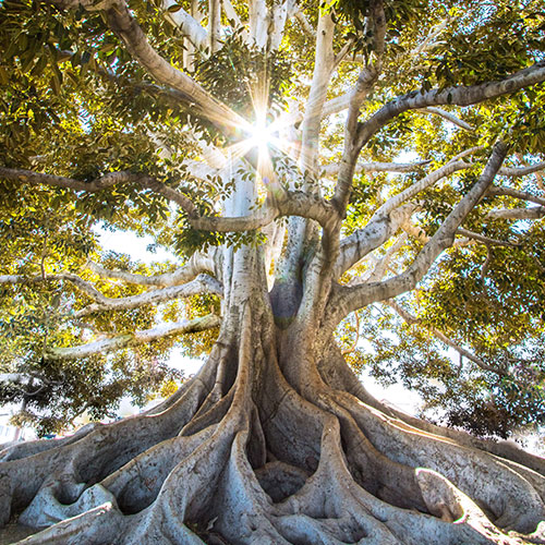 Exploration of the Root Chakra