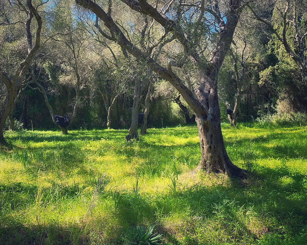 Nature and Trees in Corfu