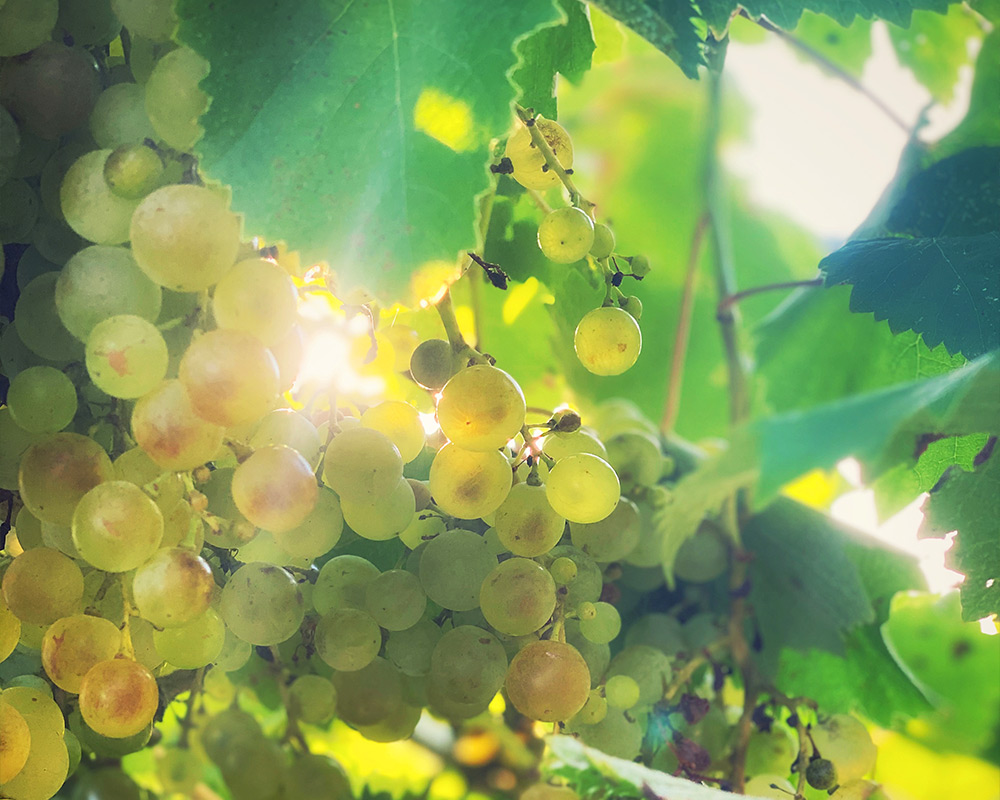 Fresh Grapes in Corfu