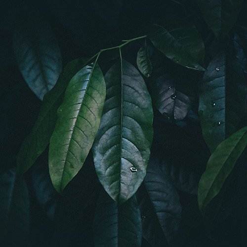 Sound Meditation – Rainforest • Flute