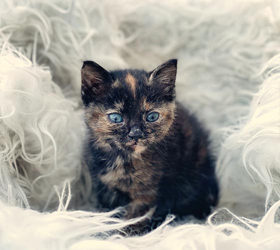 Yoga & Meditation Retreats in Corfu, Greece