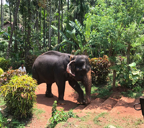 Yoga Retreat in Goa January 2025