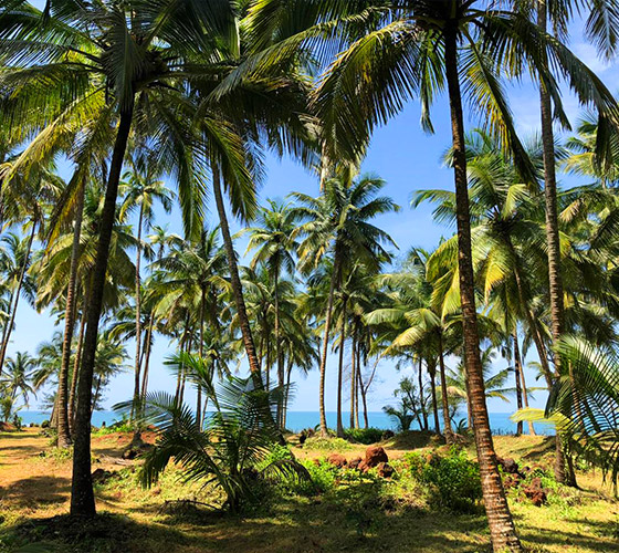 Yoga Retreat in Goa January 2025